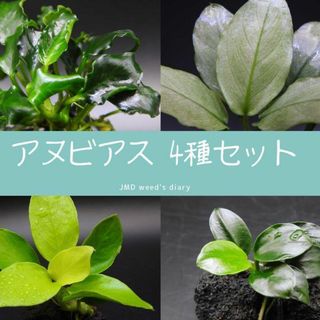 《送料無料》溶岩石付きアヌビアス 4種セット！無農薬(アクアリウム)