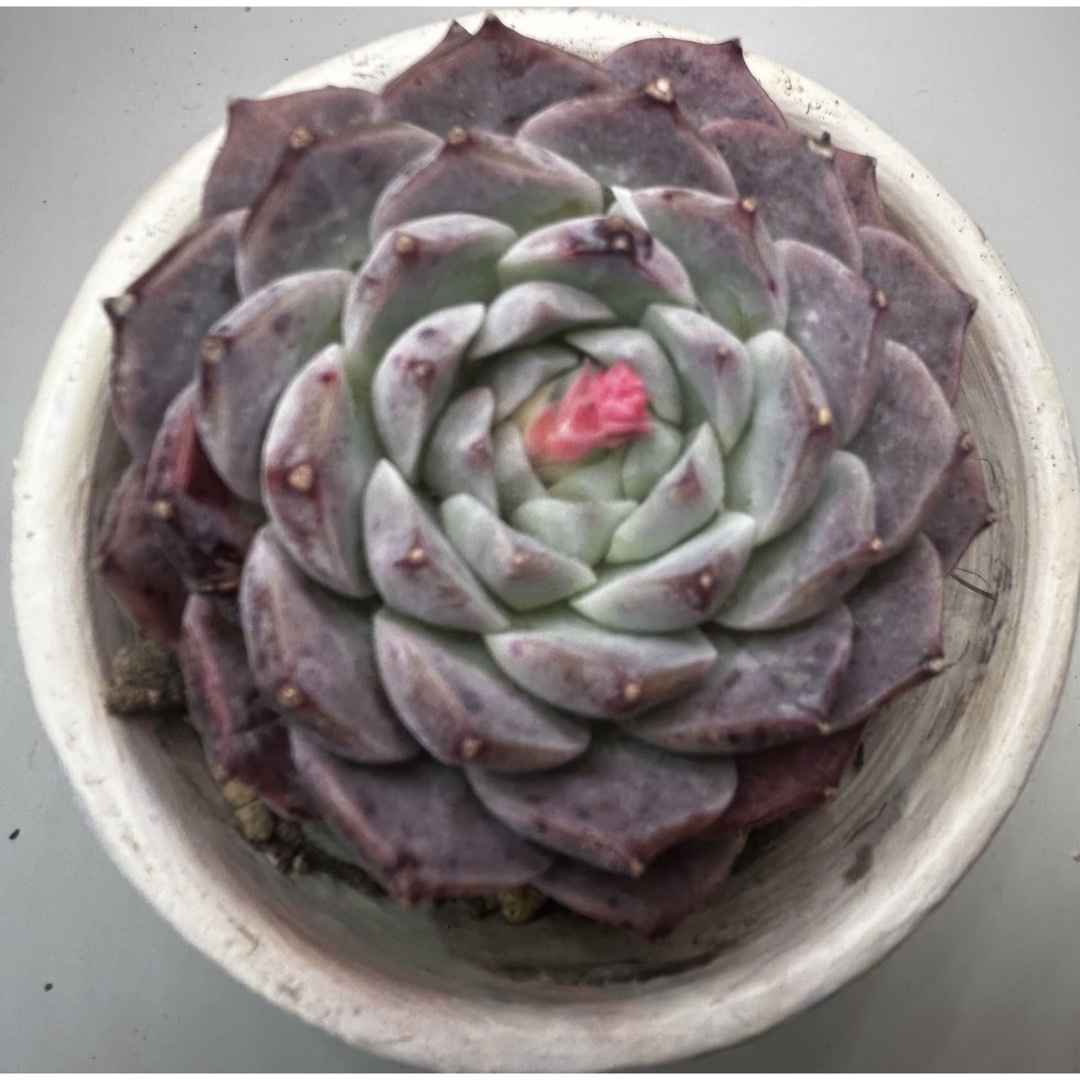 多肉植物　エケベリア　ロザリア（韓国苗） その他のその他(その他)の商品写真