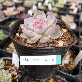 🌷多肉植物 ミックスベリア ブルーベリームーン 抜き苗(その他)