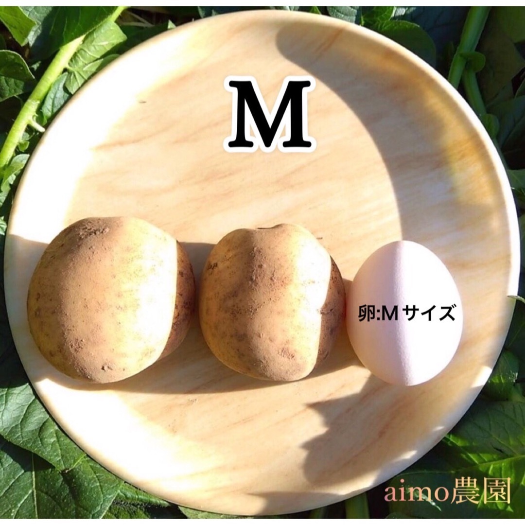 【掘りたて】種子島産  新じゃがいも  M・L・2Lサイズ 3kg (箱別) 食品/飲料/酒の食品(野菜)の商品写真