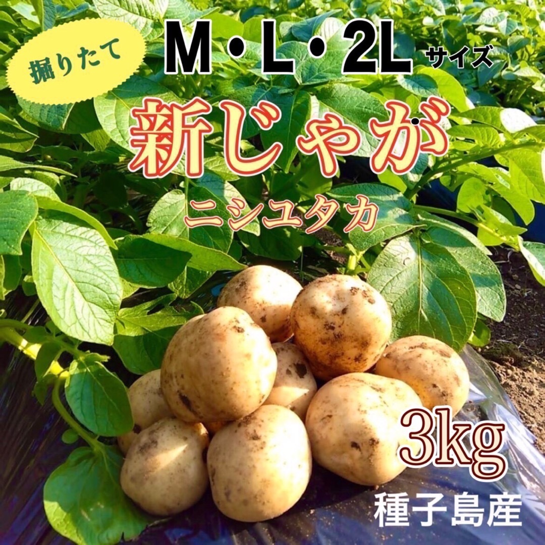 【掘りたて】種子島産  新じゃがいも  M・L・2Lサイズ 3kg (箱別) 食品/飲料/酒の食品(野菜)の商品写真