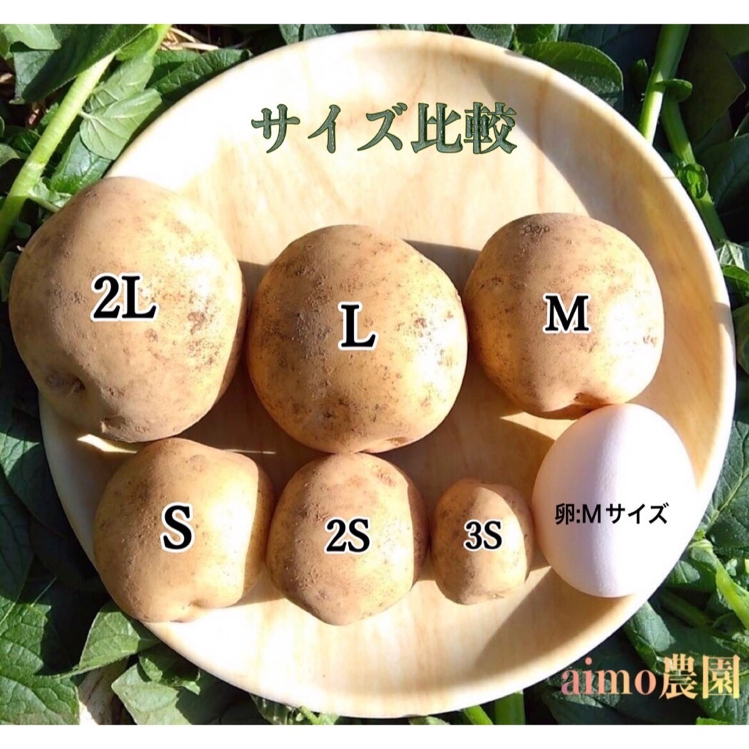 【掘りたて】種子島産  新じゃがいも  M・L・2Lサイズ 3kg (箱別) 食品/飲料/酒の食品(野菜)の商品写真