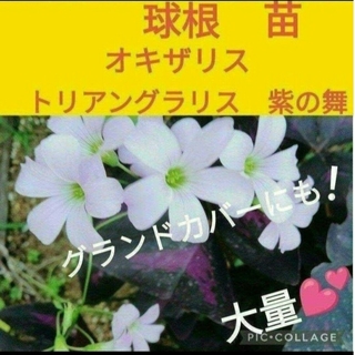 球根　苗　オキザリストリアングラリス紫の舞(花瓶)