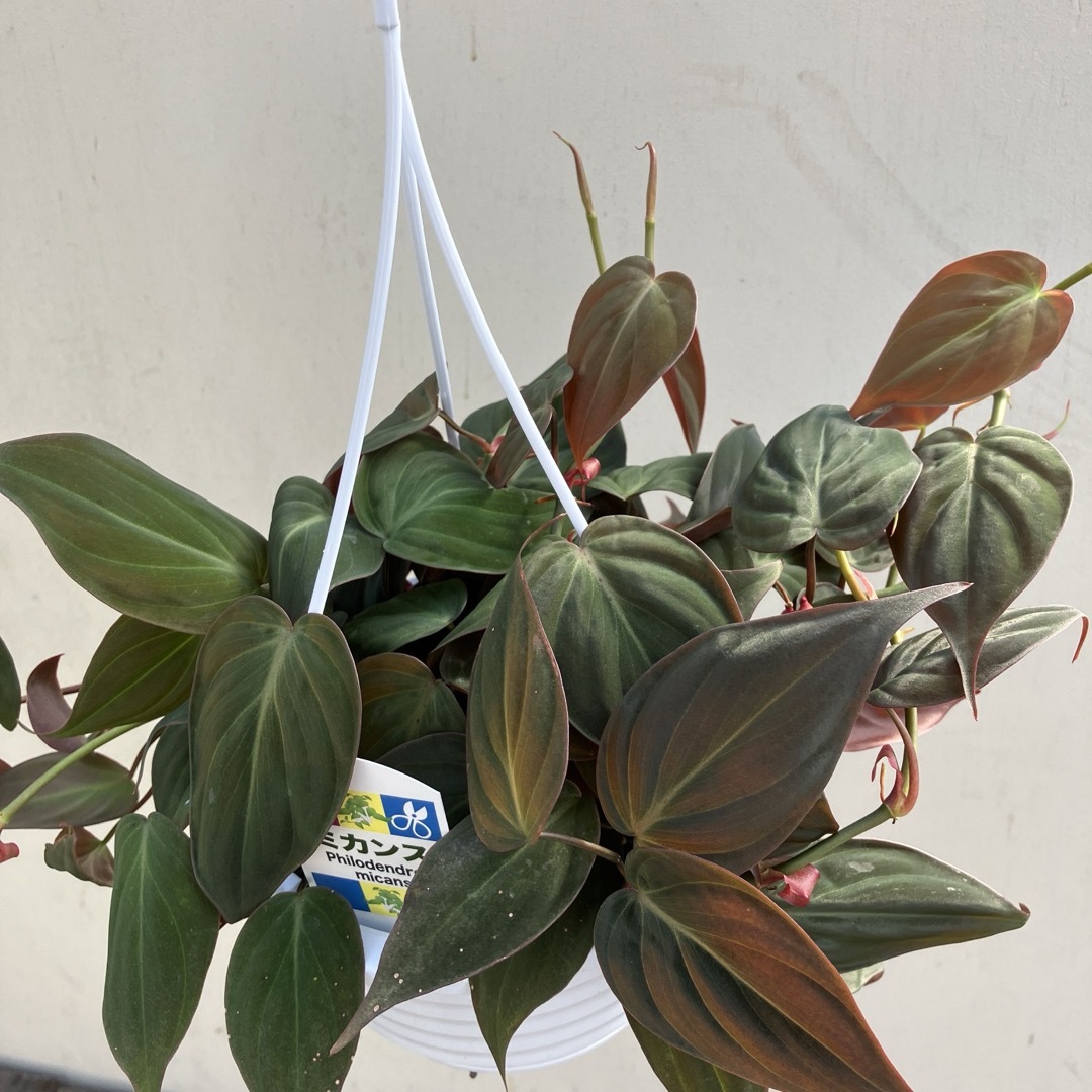 観葉植物　フィロデンドロン　ミカンス　ビロードカズラ　吊り鉢 ハンドメイドのフラワー/ガーデン(その他)の商品写真