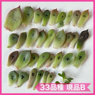 多肉植物 葉挿し 33品種 現品B(その他)