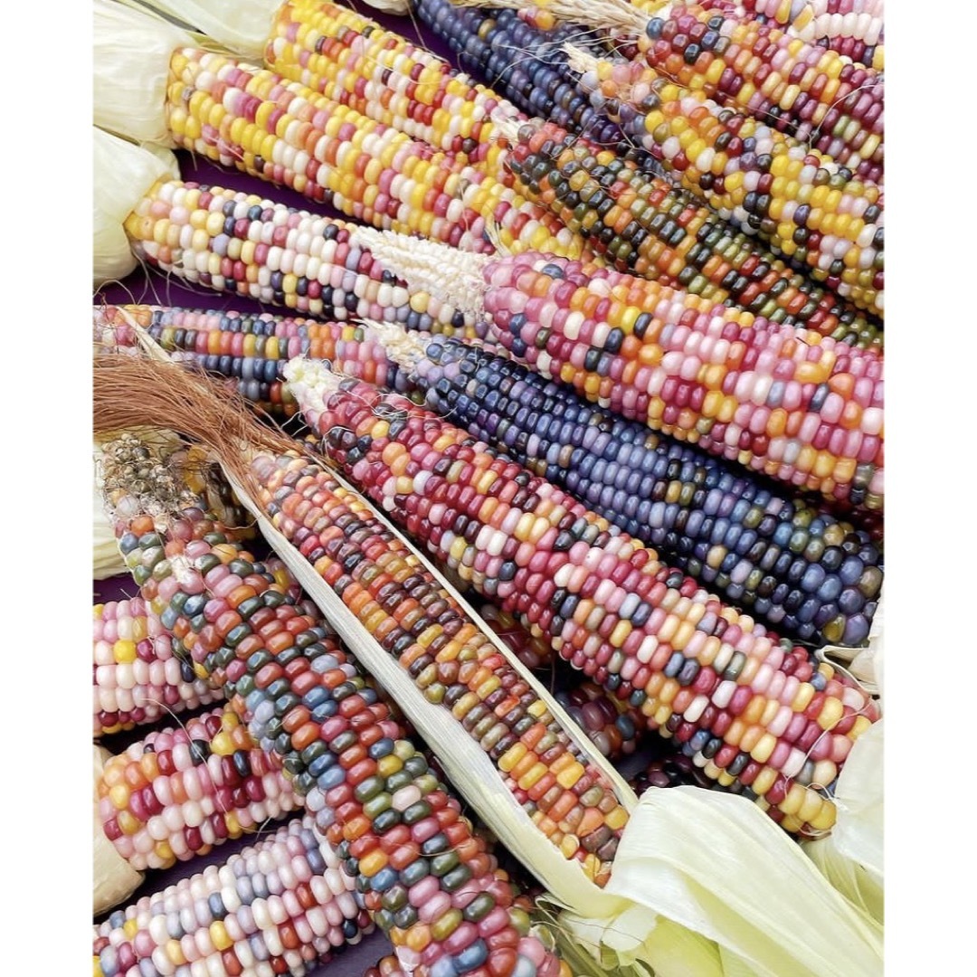 グラスジェムコーン　種子100粒 ハンドメイドのフラワー/ガーデン(ドライフラワー)の商品写真