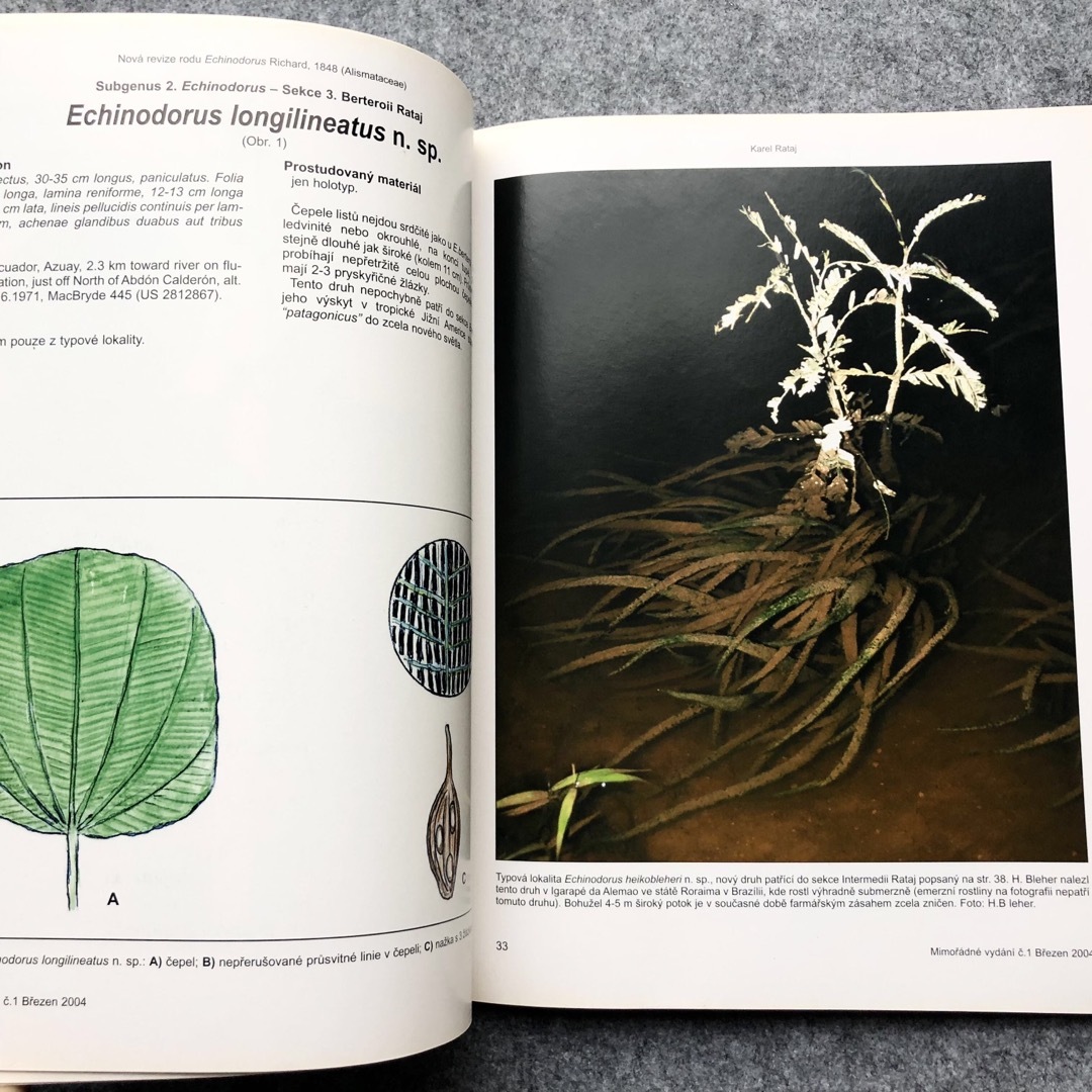 植物学者ラタイ博士 原種 エキノドルス大図鑑 エンタメ/ホビーの本(洋書)の商品写真