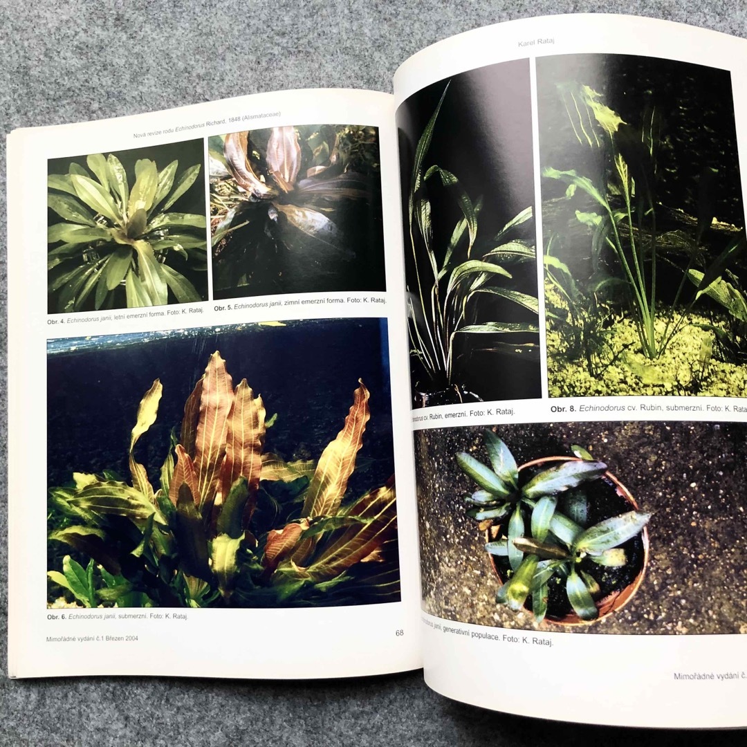 植物学者ラタイ博士 原種 エキノドルス大図鑑 エンタメ/ホビーの本(洋書)の商品写真