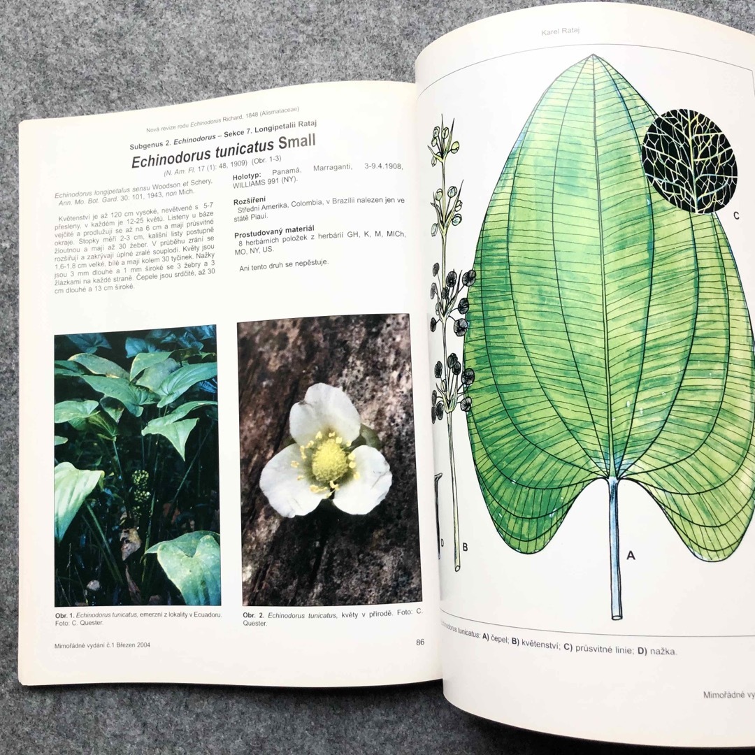 植物学者ラタイ博士 原種 エキノドルス大図鑑 エンタメ/ホビーの本(洋書)の商品写真