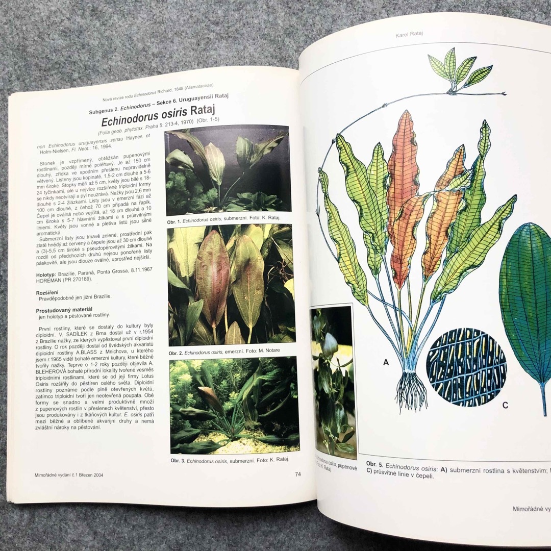 植物学者ラタイ博士 原種 エキノドルス大図鑑 エンタメ/ホビーの本(洋書)の商品写真