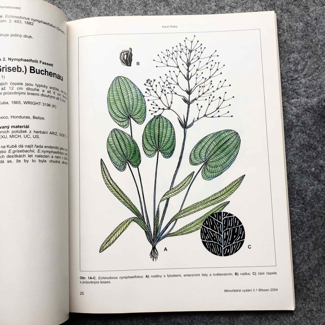 植物学者ラタイ博士 原種 エキノドルス大図鑑 エンタメ/ホビーの本(洋書)の商品写真