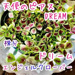 天使のピアス　エンジェルクローバー　苗　株分　DREAM  寄植えにぴったりな(その他)