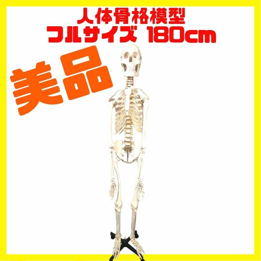 その他美品 業務 勉強 用 骨格人体模型 等身大 骸骨 180cm