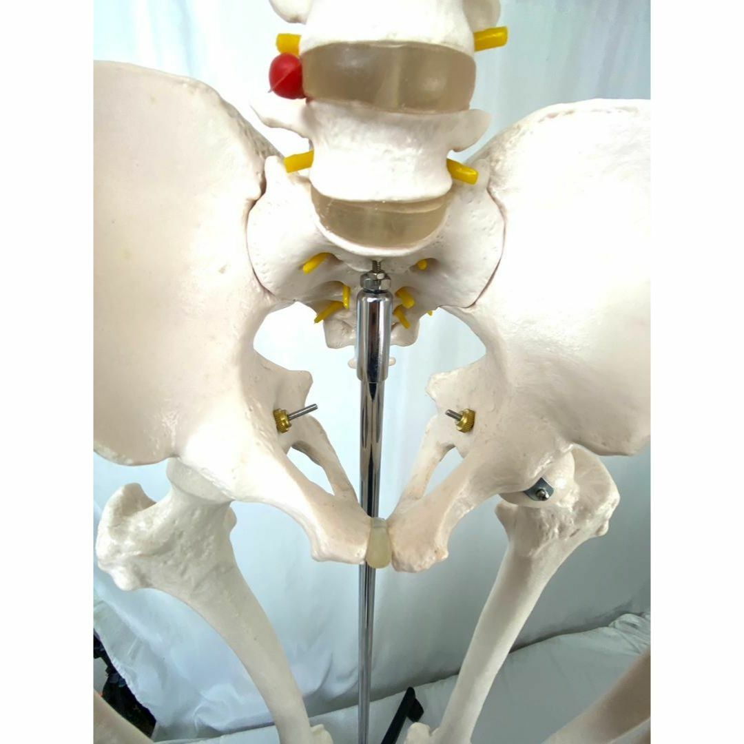 美品 業務 勉強 用 骨格人体模型 等身大 骸骨 180cm その他 美品 業務 勉強 用 骨格人体模型 等身大 骸骨 180cm その他