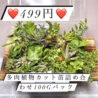 〜多肉植物カット苗〜詰め合わせ499円(100グラム)フードパック発送(その他)
