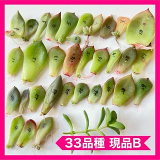 多肉植物 葉挿し 33品種 現品B(その他)