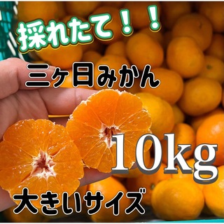 特大　三ヶ日みかん　みかん　10kg ミカン　蜜柑(フルーツ)