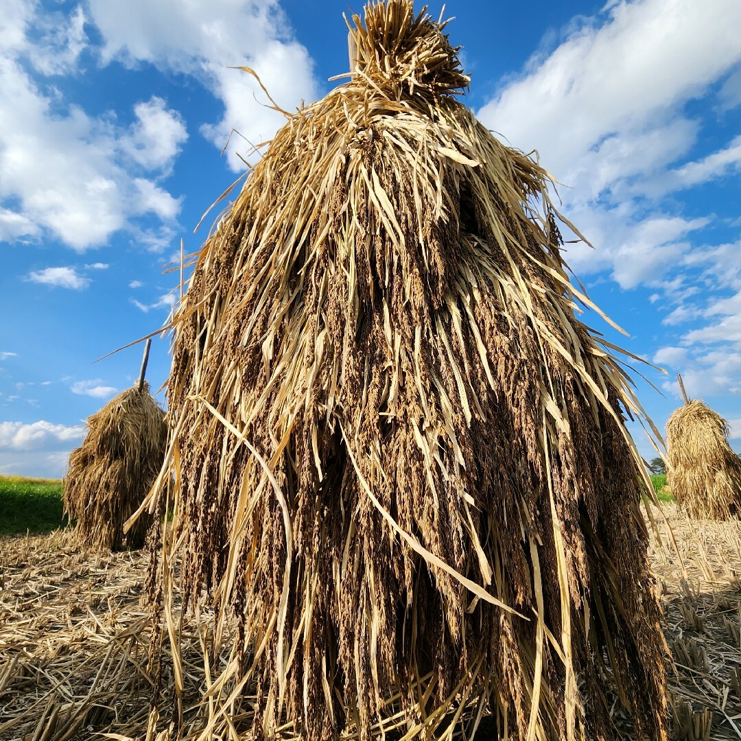 古代米『黒米』朝紫 700g 自家栽培 岩手県産 奥州市産 自家製米 天日干し 食品/飲料/酒の食品(米/穀物)の商品写真