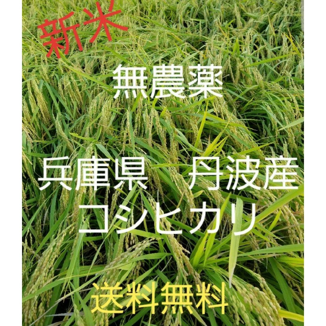 令和5年　兵庫県丹波産 農薬、除草剤不使用　新米コシヒカリ20キロ 食品/飲料/酒の食品(米/穀物)の商品写真