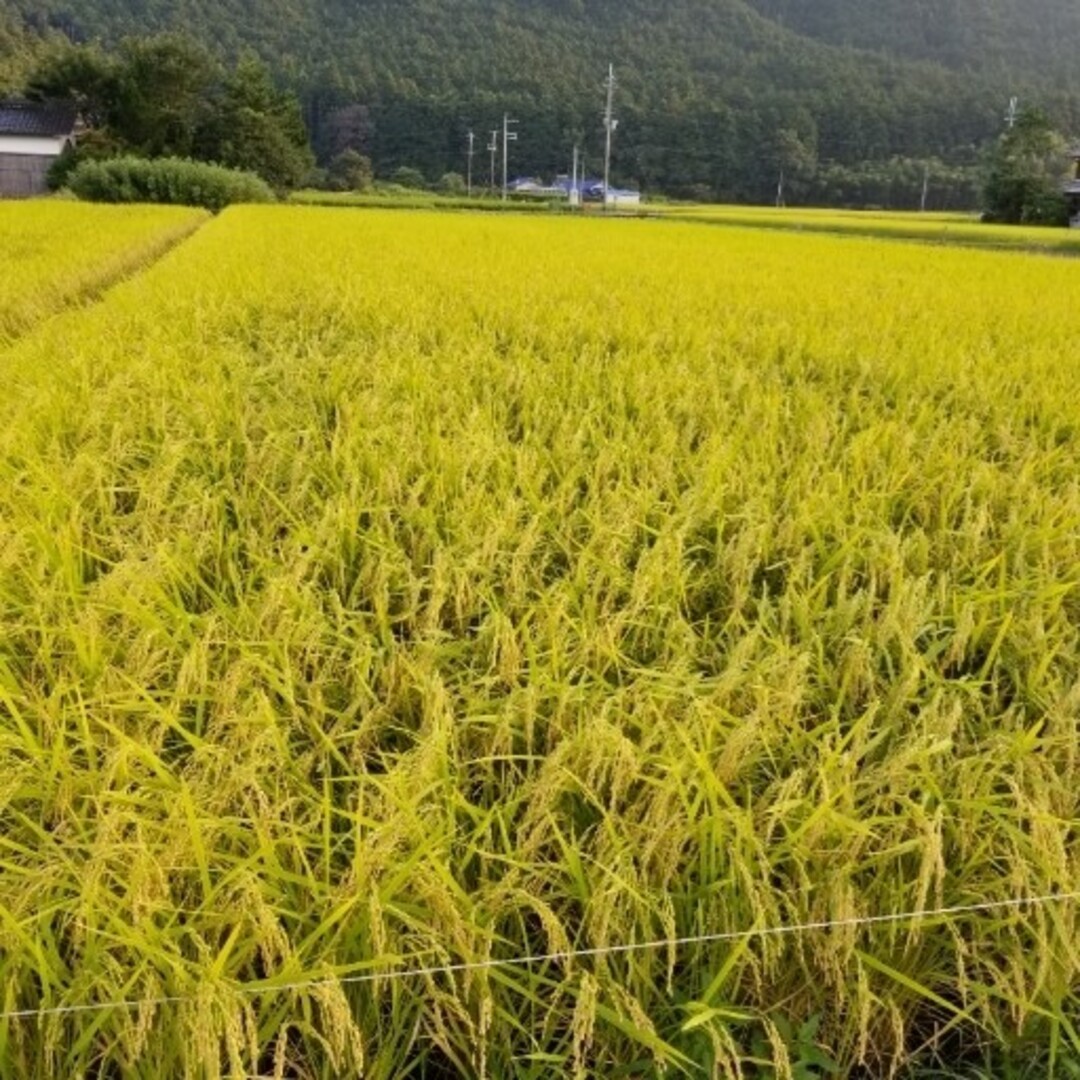 令和5年　兵庫県丹波産 農薬、除草剤不使用　新米コシヒカリ20キロ 食品/飲料/酒の食品(米/穀物)の商品写真