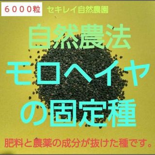 自然農法　モロヘイヤの固定種６０００粒以上(野菜)