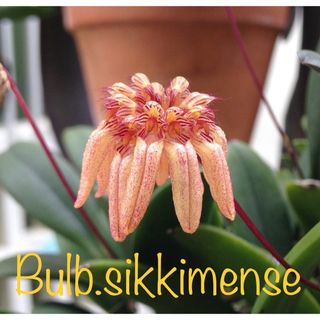 【洋蘭原種】 Bulb.sikkimense 分け株①(プランター)