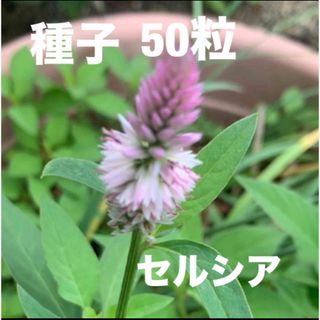 ２月末〜まき時　植物　ケイトウ　セルシア　種子　50粒　家庭園芸　趣味　花　(趣味/スポーツ/実用)