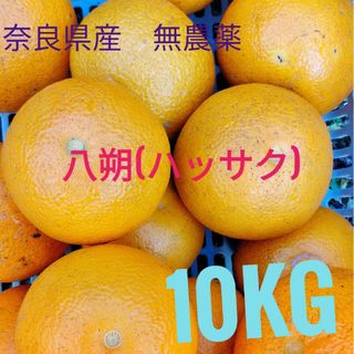 八朔(ハッサク)　奈良県産　100サイズ 約10kg　家庭用(フルーツ)