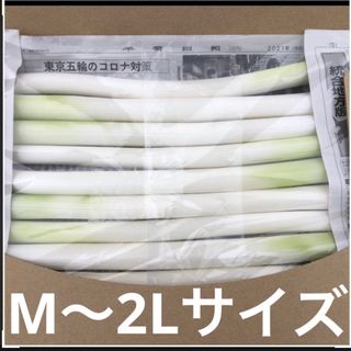 カッ白長ネギ　　A4サイズ(野菜)