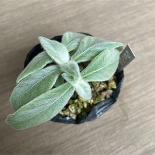 月or火曜発送！断崖の女王　塊根植物　多肉植物　実生苗　抜き苗(その他)