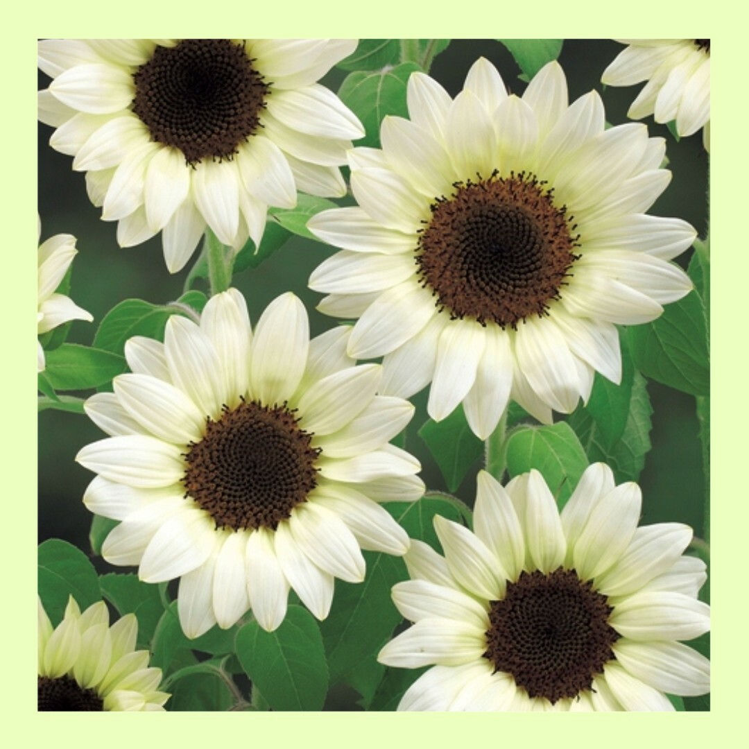 １７粒　憧れの優しいホワイト系ひまわり✦ホワイトナイト✦花の種 ハンドメイドのフラワー/ガーデン(その他)の商品写真