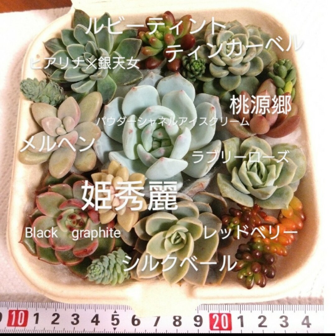 多肉植物🌱セット💕寄せ植え🌱寄植えに💕パウダーシャネルアイスクリーム入り ハンドメイドのフラワー/ガーデン(その他)の商品写真