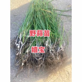 野蒜苗50株(野菜)