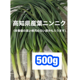 高知県産葉にんにく　葉ニンニク　産地直送500gjma(野菜)