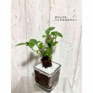 ガジュマル　観葉植物　ハイドロカルチャー(ドライフラワー)