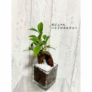 ガジュマル　観葉植物　ハイドロカルチャー(ドライフラワー)