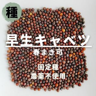 【種】早生キャベツ　固定種　無農薬　30粒(野菜)