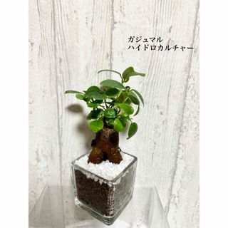 ガジュマル　観葉植物　ハイドロカルチャー(ドライフラワー)