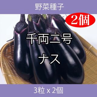 野菜種子 TVK10 千両二号ナス 3粒 x 2個(野菜)