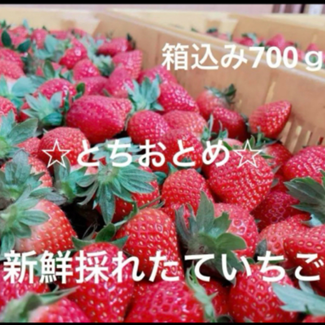 イチゴ【とちおとめ】箱込み700ｇ以上 食品/飲料/酒の食品(フルーツ)の商品写真