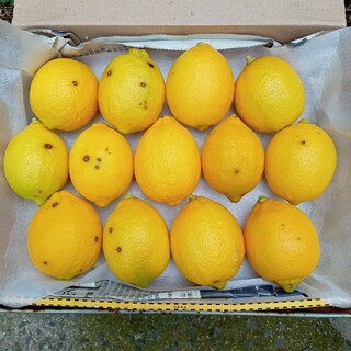 香川県産（無農薬）　レモン→　１３個(フルーツ)