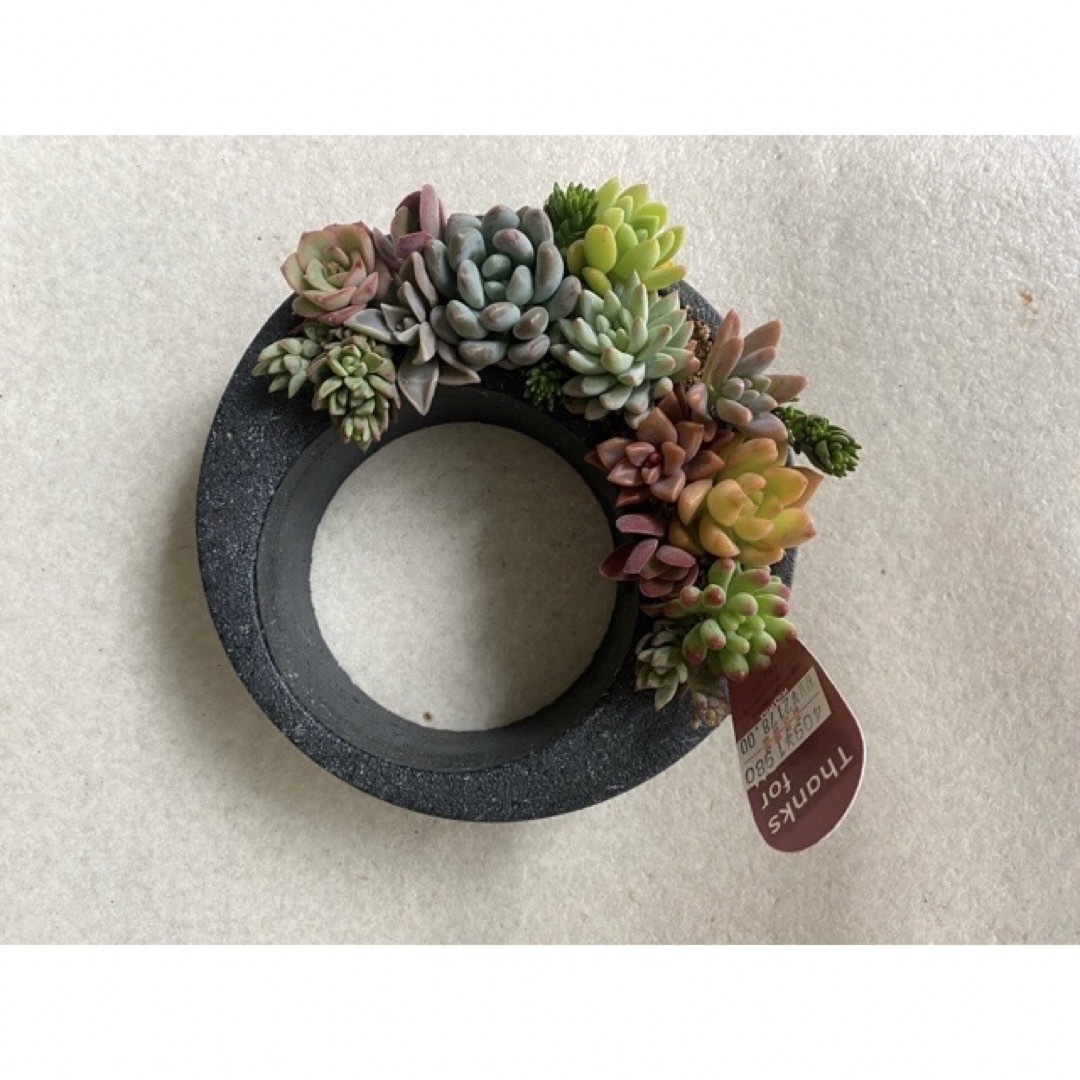 プレゼントに◉円形黒モルタル鉢◉寄せ植え多肉植物 ハンドメイドのフラワー/ガーデン(その他)の商品写真