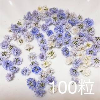 (01)かすみ草ドライフラワー100粒(ドライフラワー)