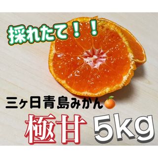 三ヶ日青島みかん　みかん　5kg  ミカン　蜜柑　三ヶ日みかん(フルーツ)