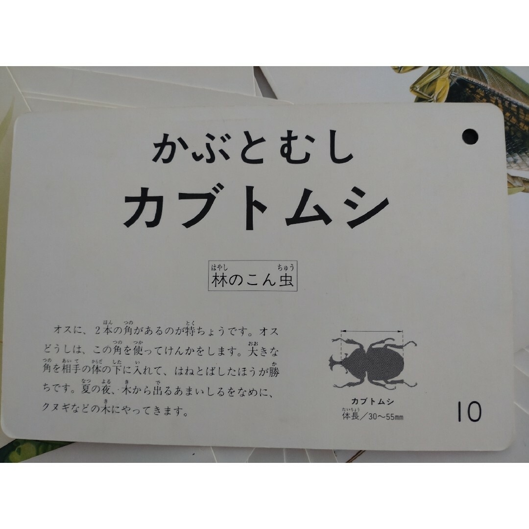 KUMON PUBLISHING(クモンシュッパン)のくもんの幼児図鑑カード こん虫 エンタメ/ホビーの本(絵本/児童書)の商品写真