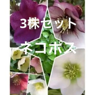 シックな鉢にカーネーションとペチュニアみどりのヴェールの寄せ植え♪花のある暮らし