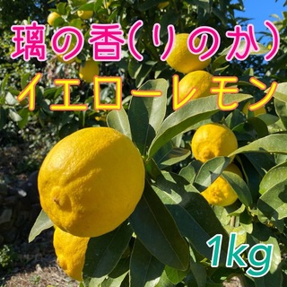 愛媛県産 璃の香(りのか) イエロー レモン 1kg(フルーツ)