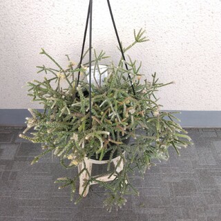 ②リプサリス*フロストシュガー【ピロカルパ】個性的人気観葉植物❗吊り鉢！6号(プランター)