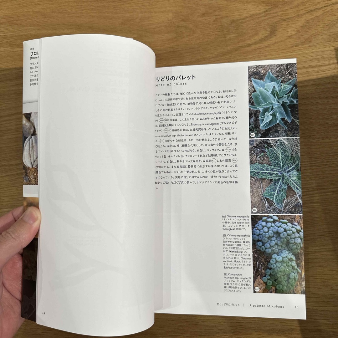 ナマクアランドの多肉植物 エンタメ/ホビーの本(科学/技術)の商品写真