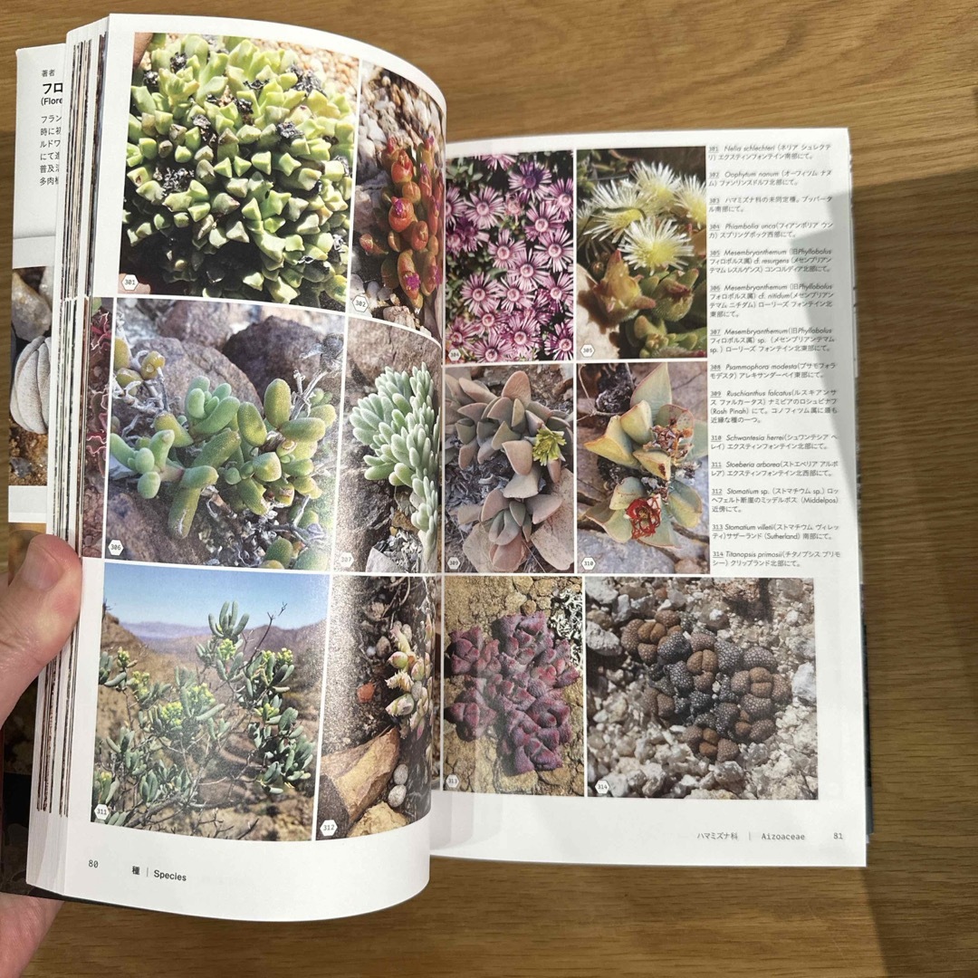 ナマクアランドの多肉植物 エンタメ/ホビーの本(科学/技術)の商品写真